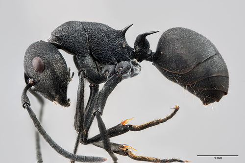 Polyrhachis palaearcticaPolyrhachis palaearctica