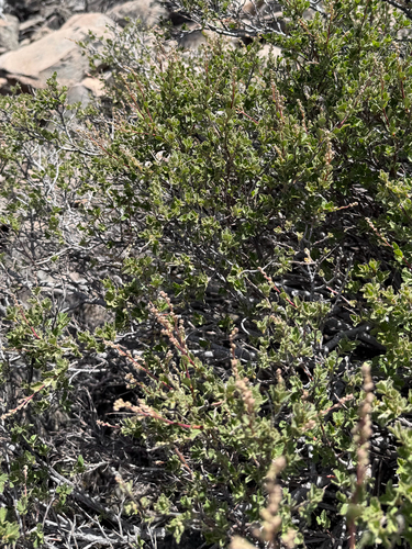 iNaturalist observation photo of Ocean spray
