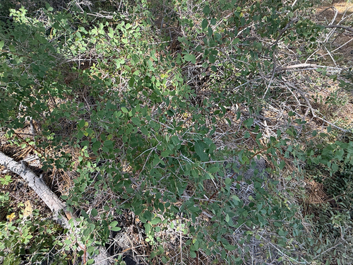 iNaturalist observation photo of Roundleaf Snowberry