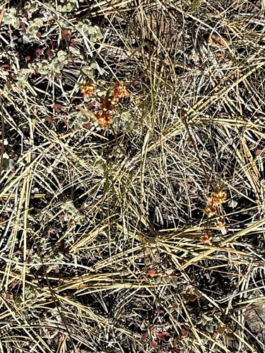 iNaturalist observation photo of marumleaf buckwheat