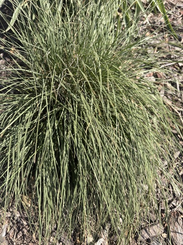 prairie dropseed