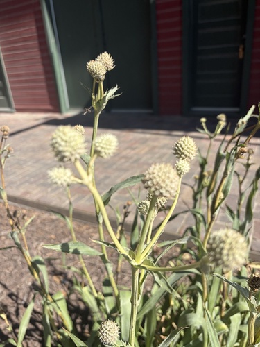 rattlesnake master