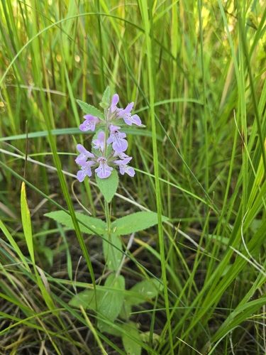 prairie woundwort