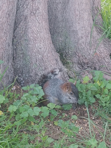 Red-bellied Squirrel observed by daniel73470