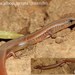 White-spotted Supple Skink - Photo (c) bj03, all rights reserved