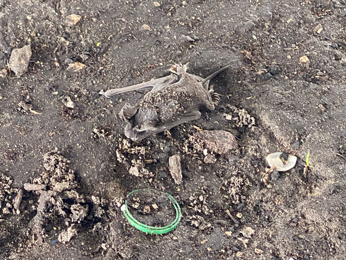 Mexican Free-tailed Bat observed by greebleclown