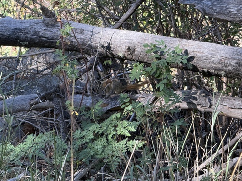 Colorado Chipmunk observed by kelly-welly