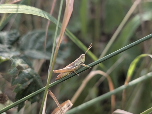Common Straw Grasshopper