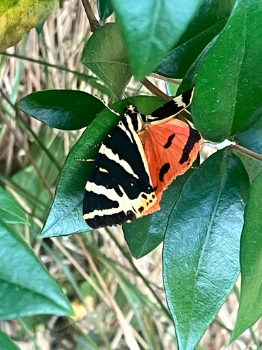Jersey Tiger