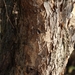 Acacia nefasia