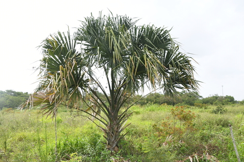 Thatch Palmetto
