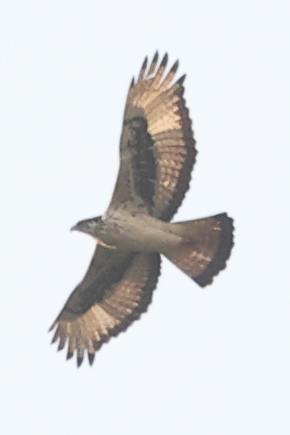 African Hawk-Eagle