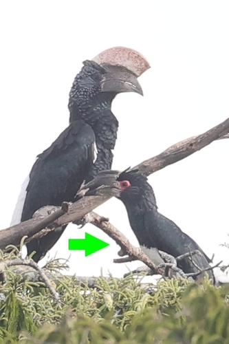 Trumpeter Hornbill