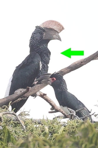 Silvery-cheeked Hornbill