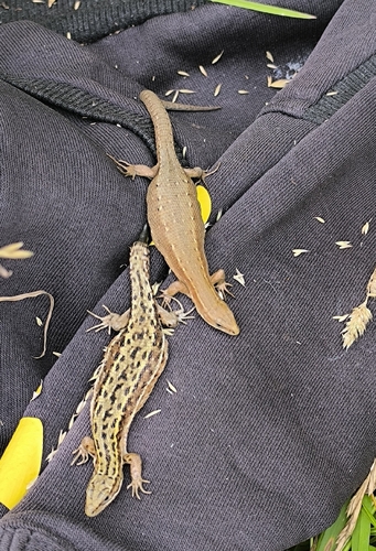 Viviparous Lizard