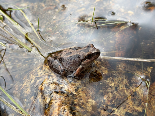 iNaturalist observation photo of Pacific chorus frog