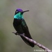 Rivoli's Hummingbird - Photo (c) michael_mulligan, all rights reserved, uploaded by michael_mulligan