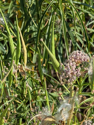 narrowleaf milkweed