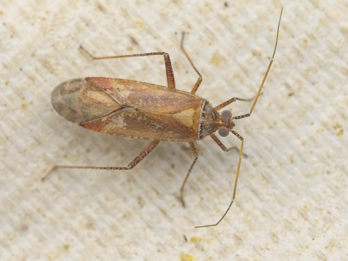 iNaturalist observation photo of Phytocoris