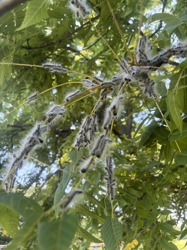 Walnut Caterpillar Moth