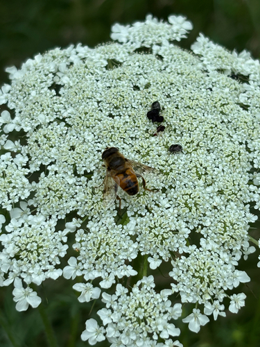 iNaturalist observation photo of Common Drone Fly