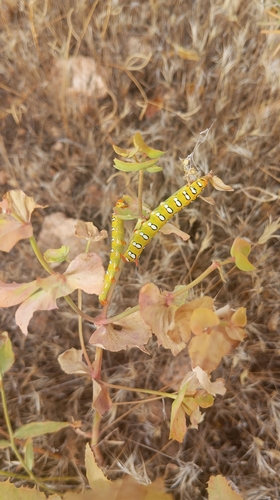 Leafy Spurge Hawkmoth