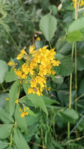 Yellow Loosestrife