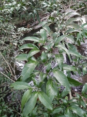 Image of Zygia longifolia