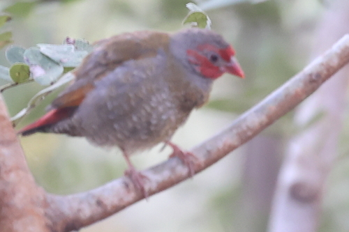 Orange-winged Pytilia