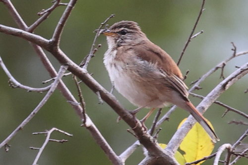 White-browed Scrub-Robin