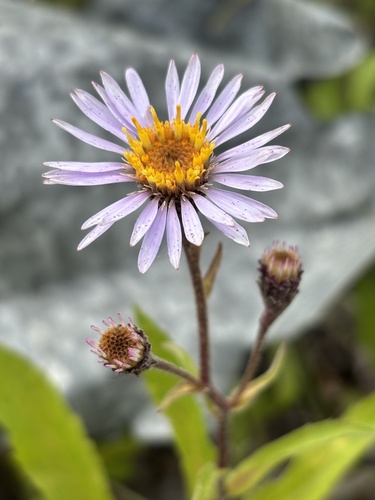 Siberian Aster