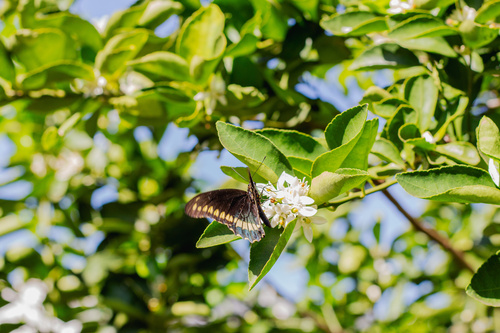 Polydamas Swallowtail