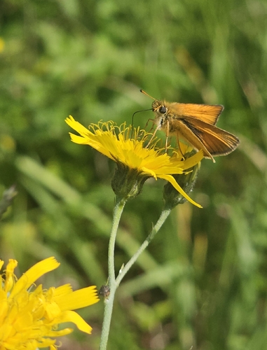 Essex Skipper