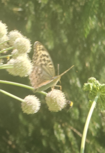 Silver-washed Fritillary