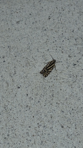 Spotted Sulphur