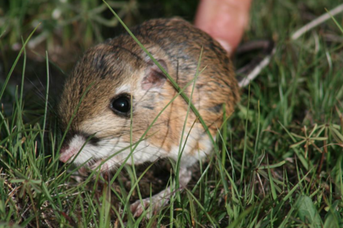 Ornate Kangaroo Rat