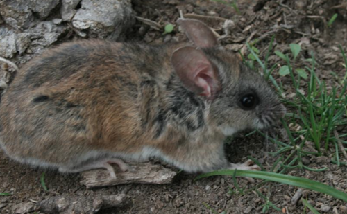 Plateau Mouse