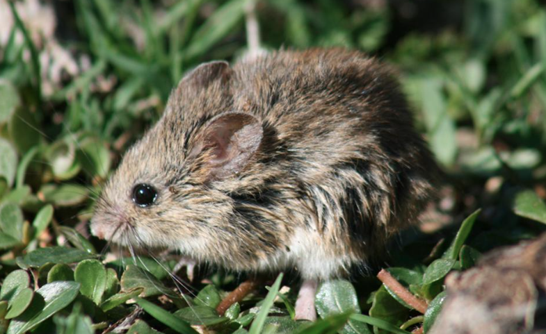 Fulvous Harvest Mouse from El Llano, Ags., México on August 7, 2010 at ...