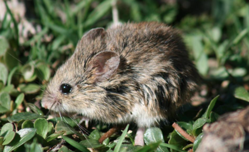 Fulvous Harvest Mouse