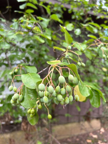 Rusty Blackhaw