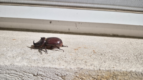 Greek rhinoceros beetle