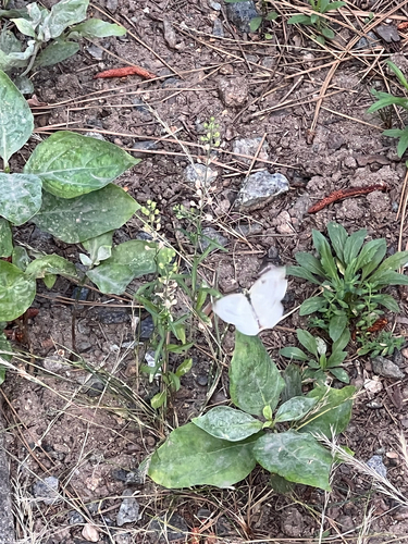 iNaturalist observation photo of Pine White