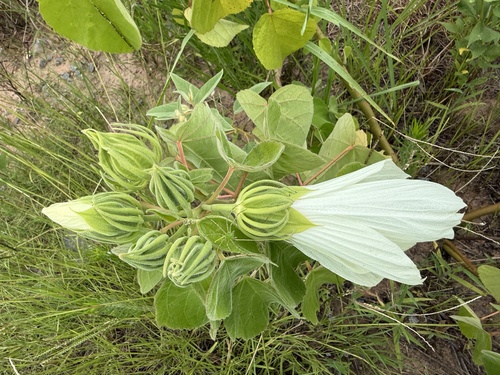 woolly rosemallow