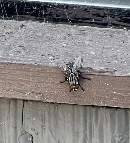 iNaturalist observation photo of Cryptic carnaria-group Flesh Flies