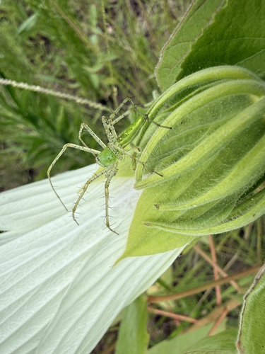 Green Lynx Spider
