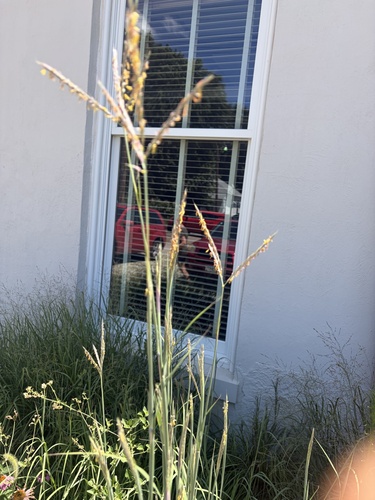 big bluestem