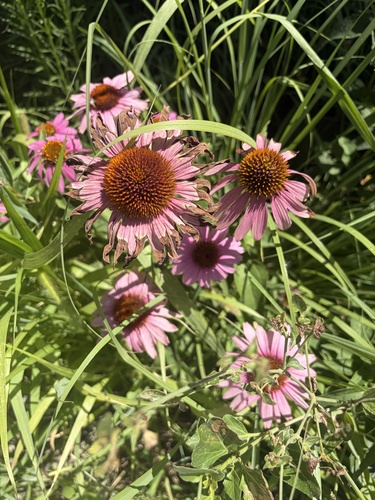 purple coneflower
