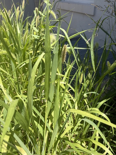 Green Bristle Grass