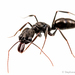 鋸針蟻屬 - Photo 由 Stéphane De Greef 所上傳的 (c) Stéphane De Greef，保留所有權利