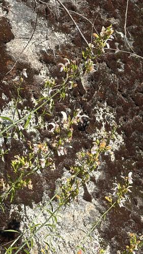 iNaturalist observation photo of Bumble Bees